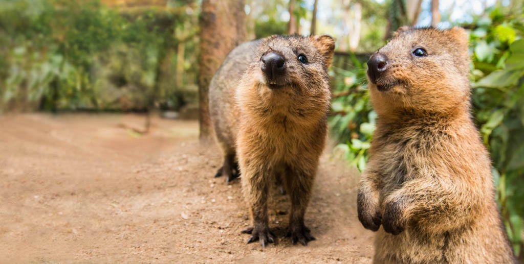 Quokkas