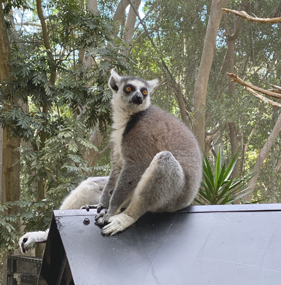 Lemur Lemur