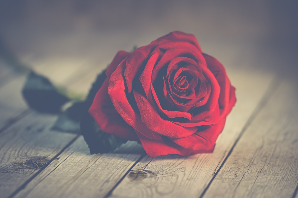 Valentines Day Rose