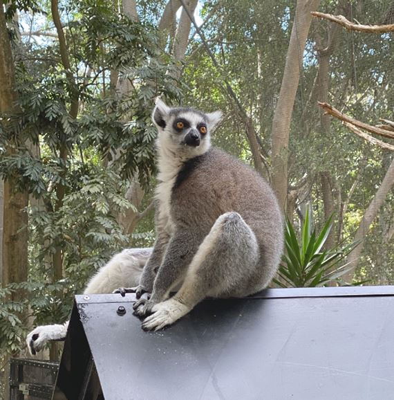 Lemur