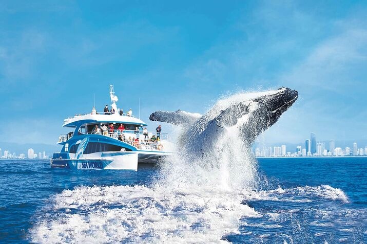 Whale breaching near a sightseeing boat off the Gold Coast during winter, showcasing one of the top winter Gold Coast activities with clear blue skies and city views in the background.